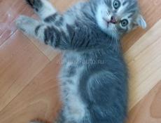 Продам котят от шотландской кошки и британского кота