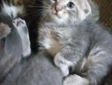 Продам котят от шотландской кошки и британского кота