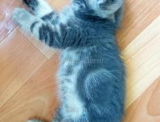 Продам котят от шотландской кошки и британского кота