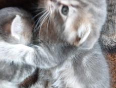 Продам котят от шотландской кошки и британского кота
