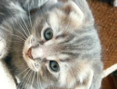 Продам котят от шотландской кошки и британского кота