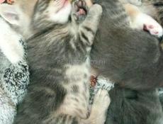 Продам котят от шотландской кошки и британского кота