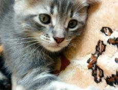 Продам котят от шотландской кошки и британского кота