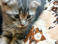 Продам котят от шотландской кошки и британского кота