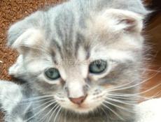 Продам котят от шотландской кошки и британского кота