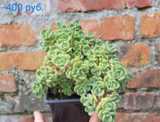Продаются кактусы и суккуленты