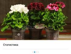 Продаются очень красивые растения Туи по 350 р  Герани королевские, ампельные 200 р Ушки шрэка 200 р  Монстэра аданансии (плетёнка) 250 р  Звонить или писать на ватсапп 7752026