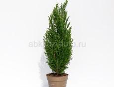 Продаются очень красивые растения Туи по 350 р  Герани королевские, ампельные 200 р Ушки шрэка 200 р  Монстэра аданансии (плетёнка) 250 р  Звонить или писать на ватсапп 7752026