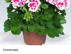 Продаются очень красивые растения Туи по 350 р  Герани королевские, ампельные 200 р Ушки шрэка 200 р  Монстэра аданансии (плетёнка) 250 р  Звонить или писать на ватсапп 7752026