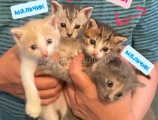 Котята в добрые руки