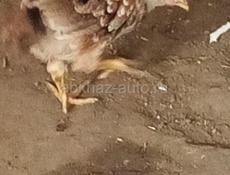 Цыплята выводила квочка