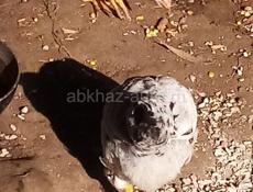 Цыплята выводила квочка