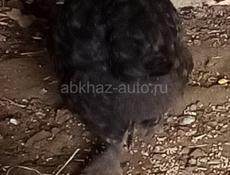 Цыплята выводила квочка