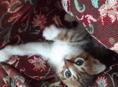 Шикарная вислоухая трёхцветная пасхальная кошечка - лекарь в доме