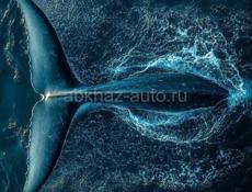 Официантки