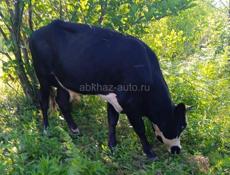 Сухум продаётся 