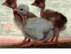 Цыплята голошейка