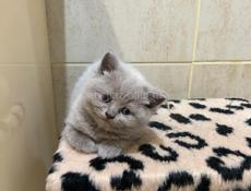 Британские котята