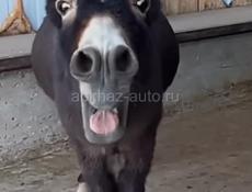 Осёл Осёл 
