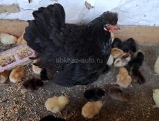 Продаются квочка с 28 цыплятами  180р.