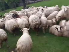Продам баранов