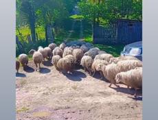 В продаже бараны 