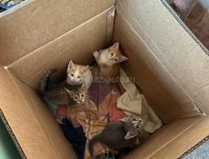 Котята в добрые руки 