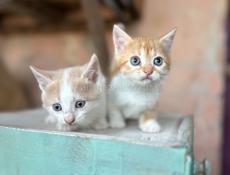 Котята в добрые руки 