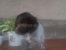 Дратхар щенки