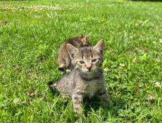 отдам котят