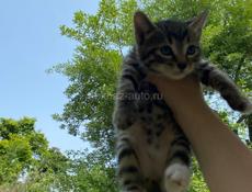 отдам котят