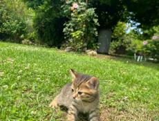 отдам котят
