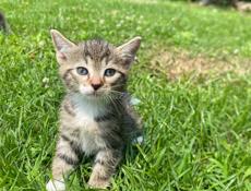отдам котят
