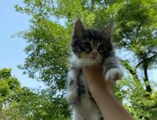 отдам котят