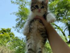 отдам котят