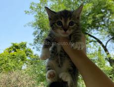 отдам котят