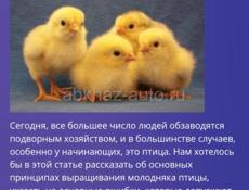 Срочно цыплята