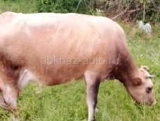 Продаётся корова очень срочно 