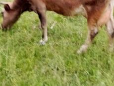 Продаётся корова очень срочно 