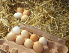 Продается мандариновые сок  Банка 250 р так же  свежие домашние яйца , десяток 200 р Центр-ый рынок Звонить или писать на ватсап 7752026 