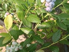 Продаются саженцы голубики