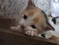 Отдам даром