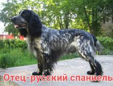 Щенки