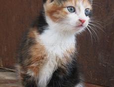 Котята