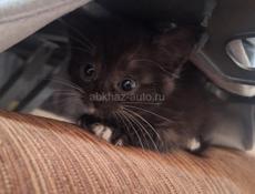 Отдаются котята в добрые руки!