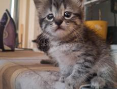 Отдаются котята в добрые руки!