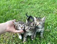 срочно отдам котят 