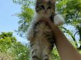 срочно отдам котят 