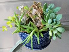 Композиция из суккулентов (флорариум)