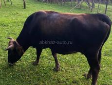 Очень срочно 